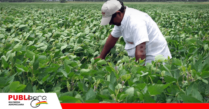 El productor de soya exige que la importación sean eventos autorizados vigentes / Foto: Anapo