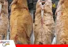 La grasa subcutánea marca la diferencia en la faena y la calidad de la carne Foto: Internet