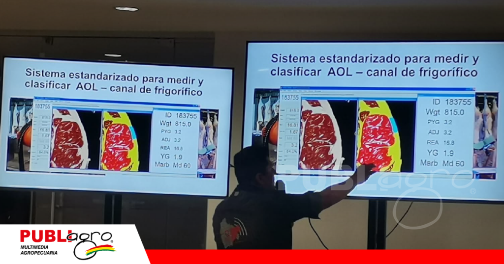 Medición del área de ojo de bife/ Foto: Publiagro