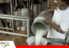 Productores de CERMA alertan crisis en la lechería por falta de pagos