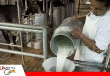 Productores de CERMA alertan crisis en la lechería por falta de pagos