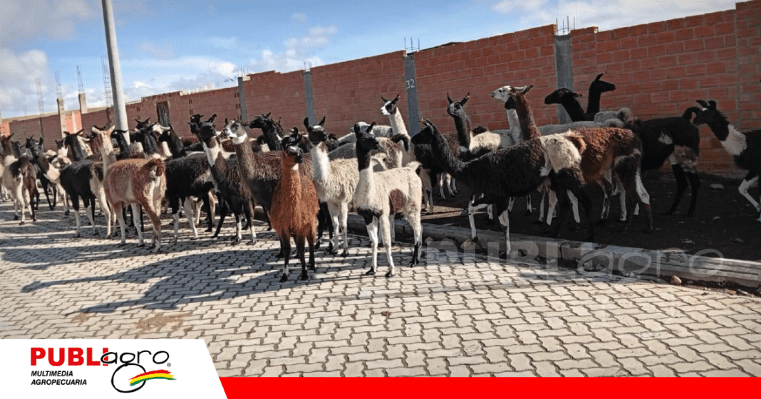 Foto: Soberanía Alimentaria IPDSA