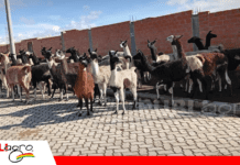 El Alto fortalece la producción de camélidos para impulsar la economía altoandina Foto: Soberanía Alimentaria IPDSA