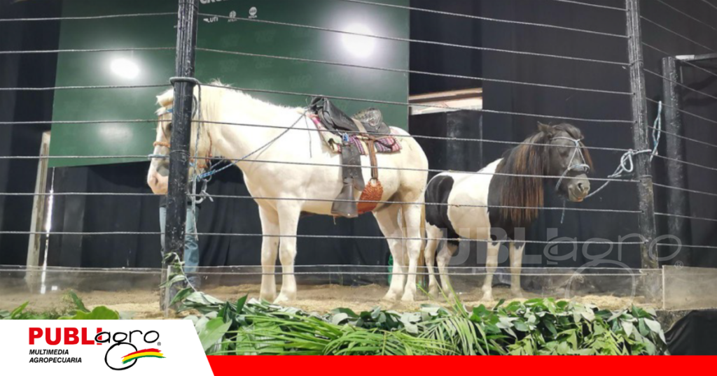 El atractivo de los niños y la familia son los mini ponis/ Foto: Publiagro