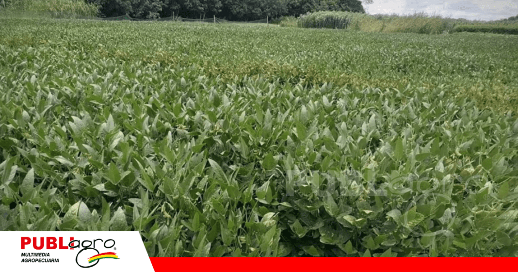 Foto: Archivo Publiagro