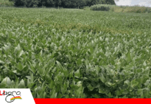 Tensión en Oriente Medio amenaza precios de fertilizantes afectando al granero sudamericano Foto: Archivo Publiagro