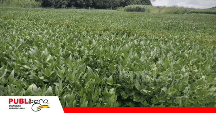 Foto: Archivo Publiagro