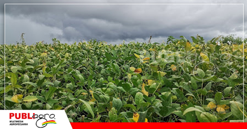 La soya con muy buen desarrollo en la propiedad El Valle/ Foto: Publiagro
