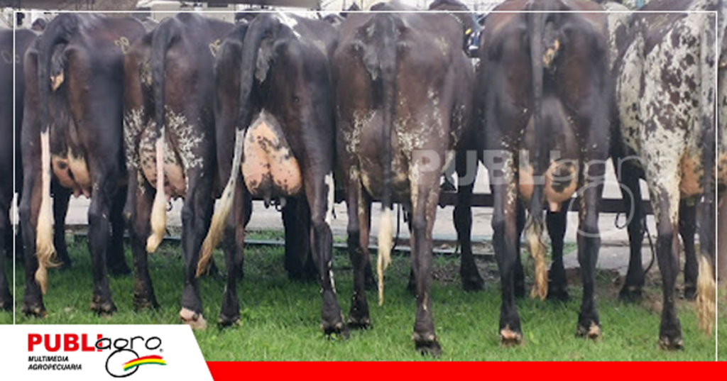 Estos fueron los ejemplares vendidos/ Foto: Publiagro