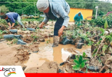 Desborde e inundaciones golpean la producción agrícola en Cochabamba
