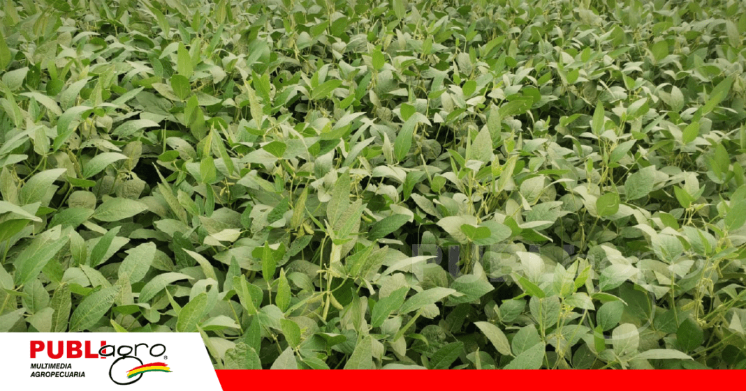 Foto: Archivo Publiagro