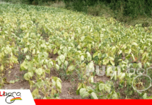 Sequía en Vallegrande provoca pérdidas superiores al 70% en la producción de frejol