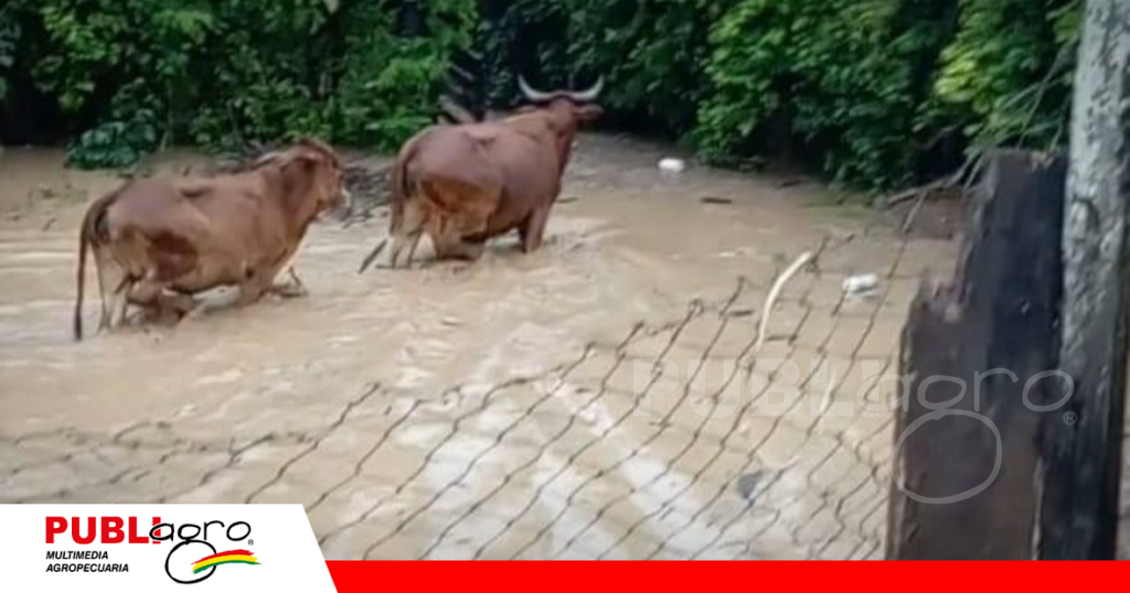 Foto: Productores de Masicuri