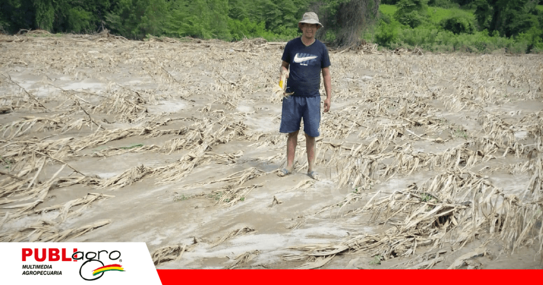 Foto: Productores de Masicuri