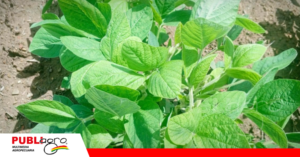 Foto: Chaly Balderas