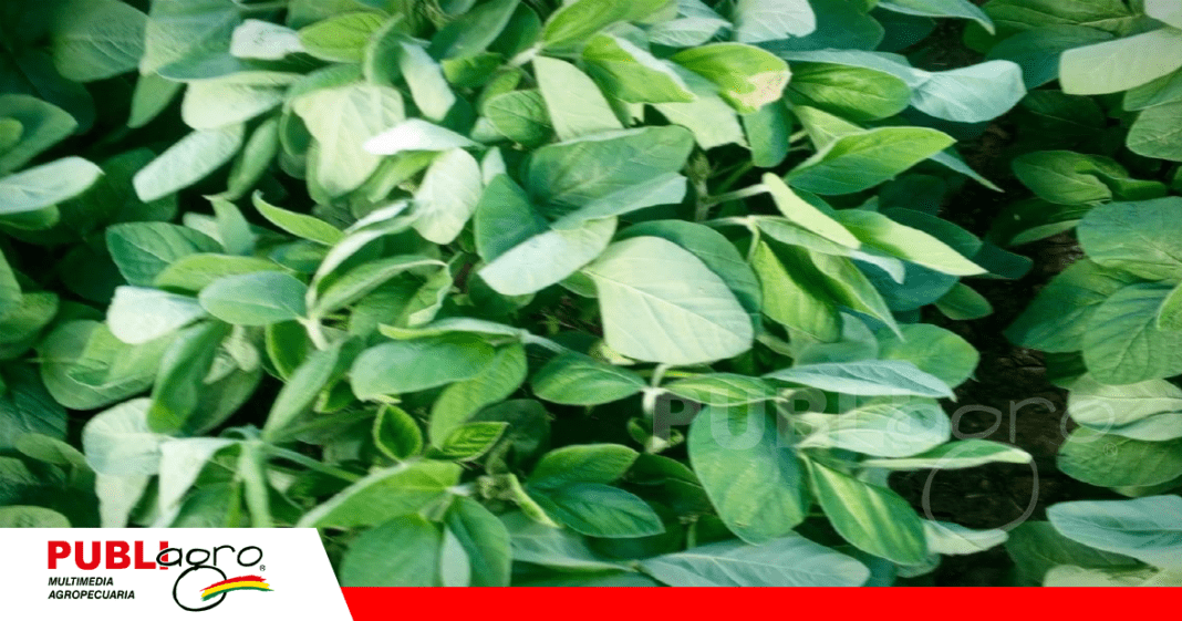 Así luce la soya en las parcelas de El Chilcar/ Foto: Chaly Balderas