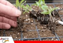 Colchones de almácigos, la base para producir plantines fuertes y uniformes Foto Internet