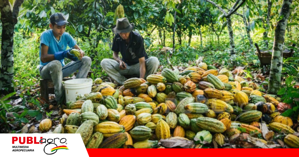 El cacao forma parte de la producción amazónica / Foto: Internet