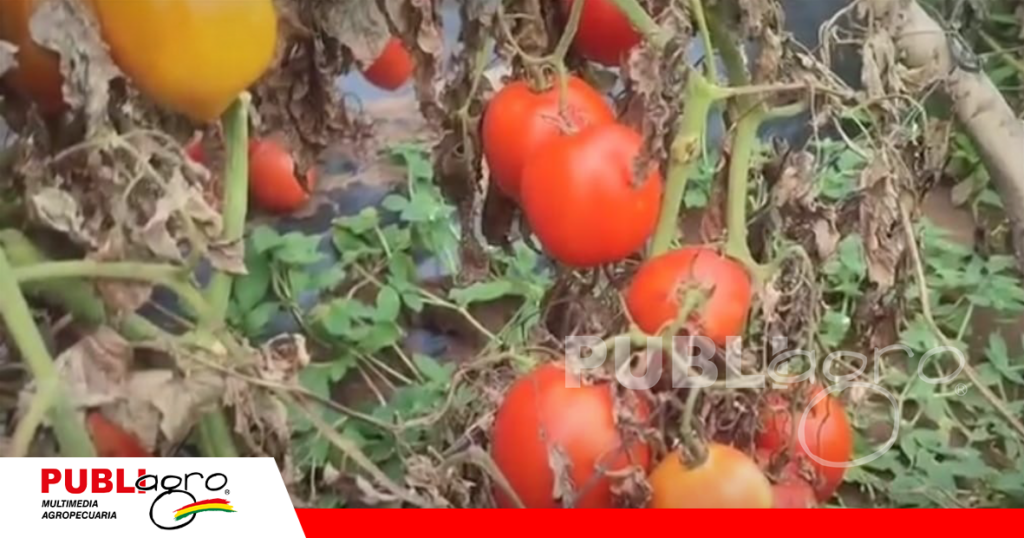 Tomates grandes de buena calidad que se echa a perder en la planta/ Foto: Productores