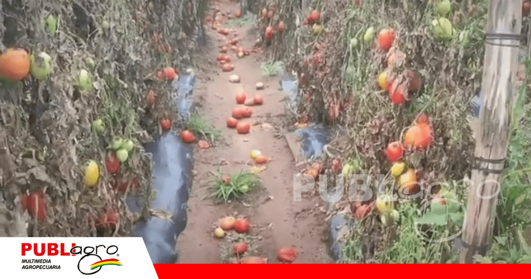 Así se ven las parcelas con tomates pudriéndose/ Foto: Productores