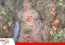Productores de tomate dejan que su cosecha se pierda ante precios que no cubren la inversión Así se ven las parcelas con tomates pudriéndose/ Foto: Productores