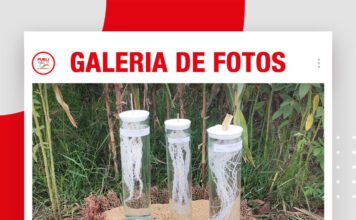 📷Galería de fotos | EXPOSOYA 2026: Calicata de estudio de suelo