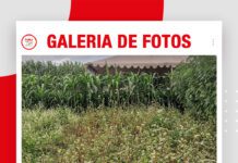 📷Galería de fotos | EXPOSOYA 2026: Cultivos de servicios