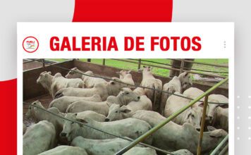 📷Galería de fotos | FAENA TÉCNICA PREMIUM NELORE