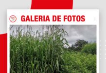 📷Galería de fotos | EXPOSOYA 2026: Parcelas con cultivos de servicios