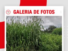 📷Galería de fotos | EXPOSOYA 2026: Parcelas con cultivos de servicios