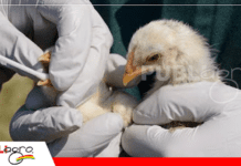 Más allá de los síntomas: el valor del diagnóstico de laboratorio