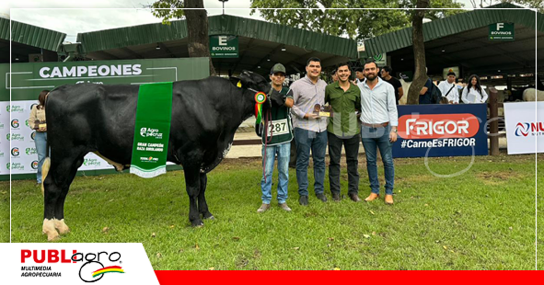Facundo Neto 731 Las Maras, gran campeón Girolando/ Foto: Gyr Girolando