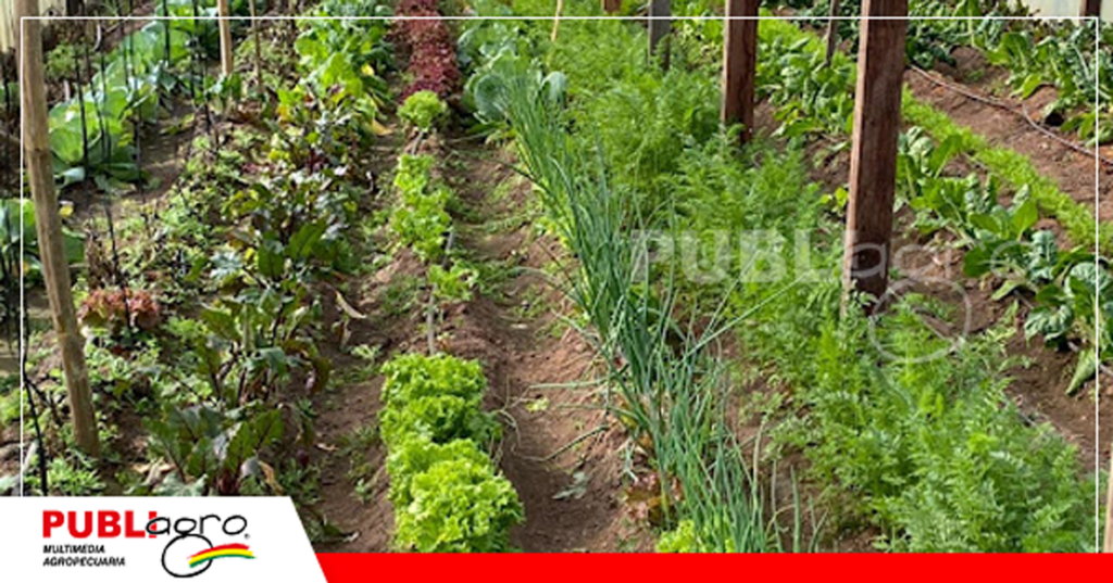Como el pimenton, también se pueden trabajara otras variedades de verduras/ Foto: Internet