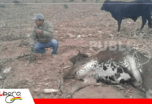 Nuevo caso de rabia bovina preocupa a productores en Uriondo