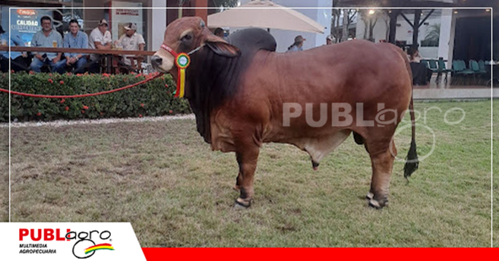 Glotón FIV de la Cabaña Campo Chueco/ Foto: Publiagro