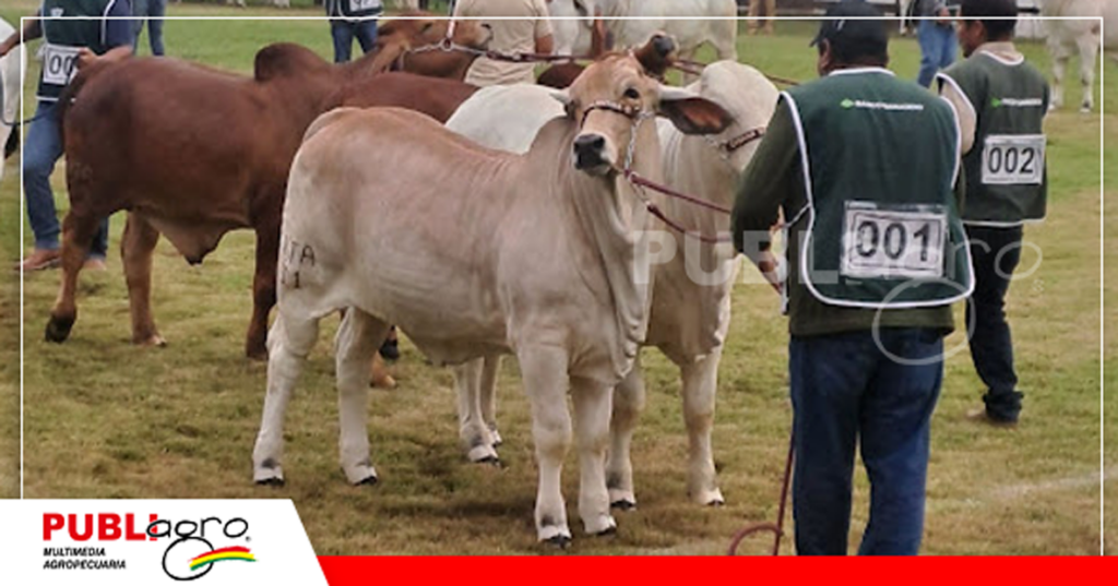 Muchos animales de excelente genetica/ Foto: Publiagro