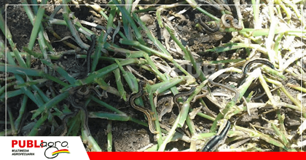 Presencia de gusano militar en cultivos de maíz en Postrervalle/ Foto: Adhermar Sandoval