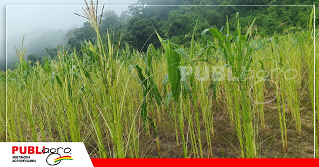 El gusano militar ha generado pérdida de casi todo el cultivo en Postrervalle/ Foto: Adhemar Sandóval
