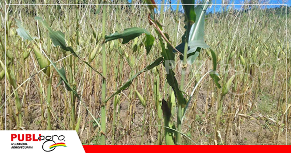 Foto: Adhemar Sandóval