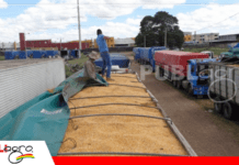 Contrabando vegetal: el riesgo invisible que amenaza la sanidad agrícola en Bolivia