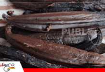 Primera cosecha de vainilla amazónica en Santa Ana de Velasco marca un hito productivo