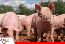 Más allá de la genética: las claves para potenciar al cerdo moderno