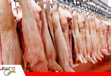 Porcicultores proponen abrir frontera para exportar carne de cerdo a Perú