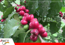 Variedad IPR-103 impulsa la productividad y calidad del café cruceño