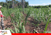 Ley 157 genera respaldo en el agro beniano y abre debate sobre el modelo de desarrollo rural