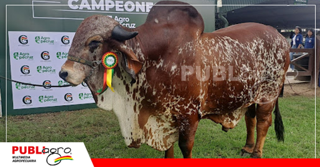 Karim de Monte Alegre, gran campeón Gyr/ Foto: Publiagro