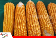 Capacitación en campo fortalece la producción de semilla de maíz en Tarija