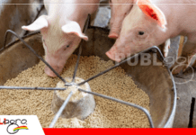 Pequeños errores, grandes pérdidas en la nutrición animal