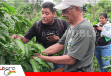 Entre tradición y sostenibilidad: productores cruceños apuestan por café de calidad