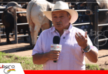 Expozebu 2026: FICEBU impulsa el “Cebú sin fronteras” y fortalece la integración genética global desde Brasil